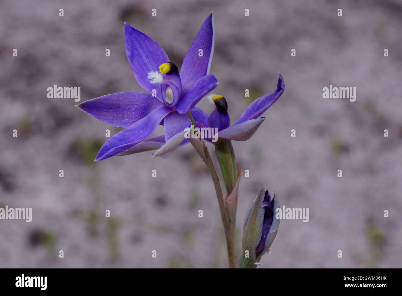 Blue flower of the scented sun orchid (Thelymitra macrophylla), in natural habitat, Southwest Western Australia Stock Photo
