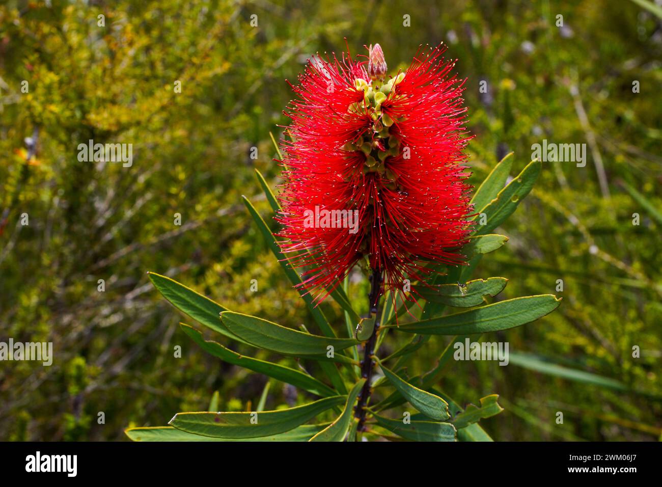Bright red flower of the Albany bottlebrush (Melaleuca glauca), in natural habitat, Southwest Western Australia Stock Photo