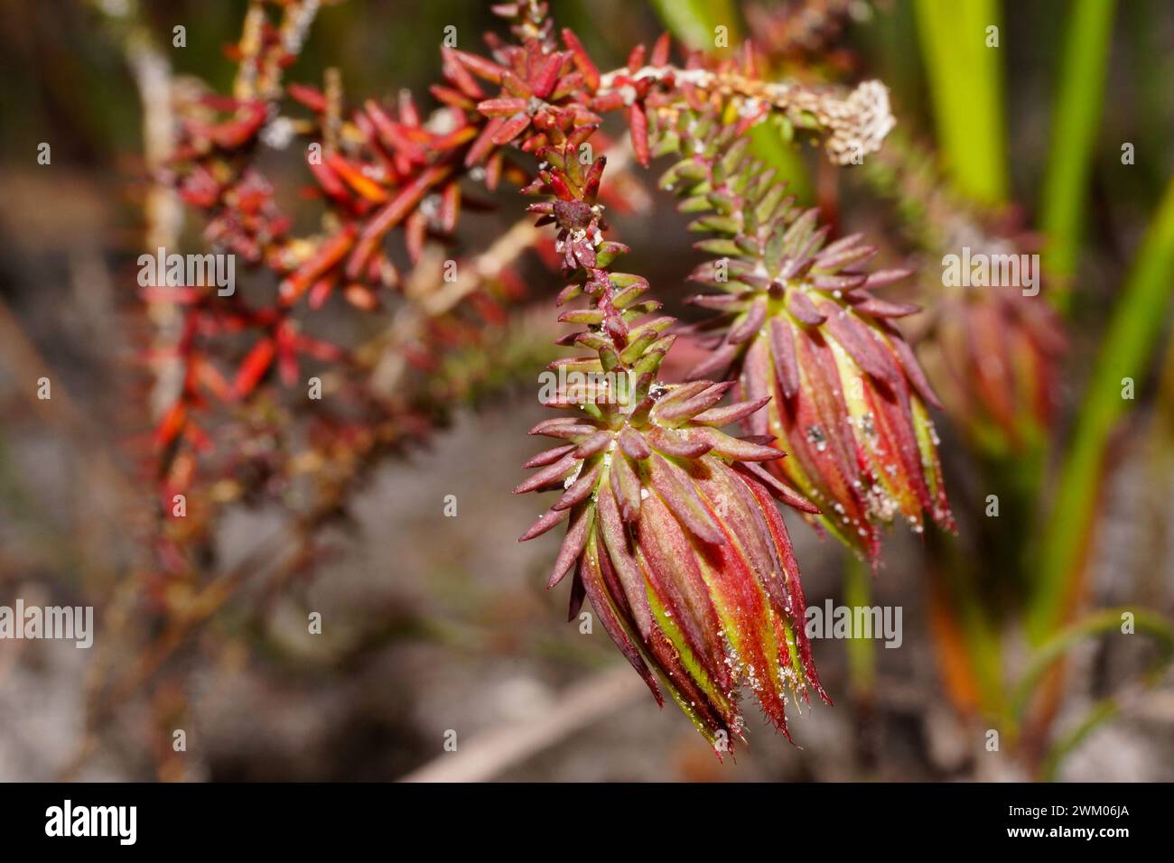 Flowers of Darwinia oederoides, endemic to the south-west of Western Australia Stock Photo