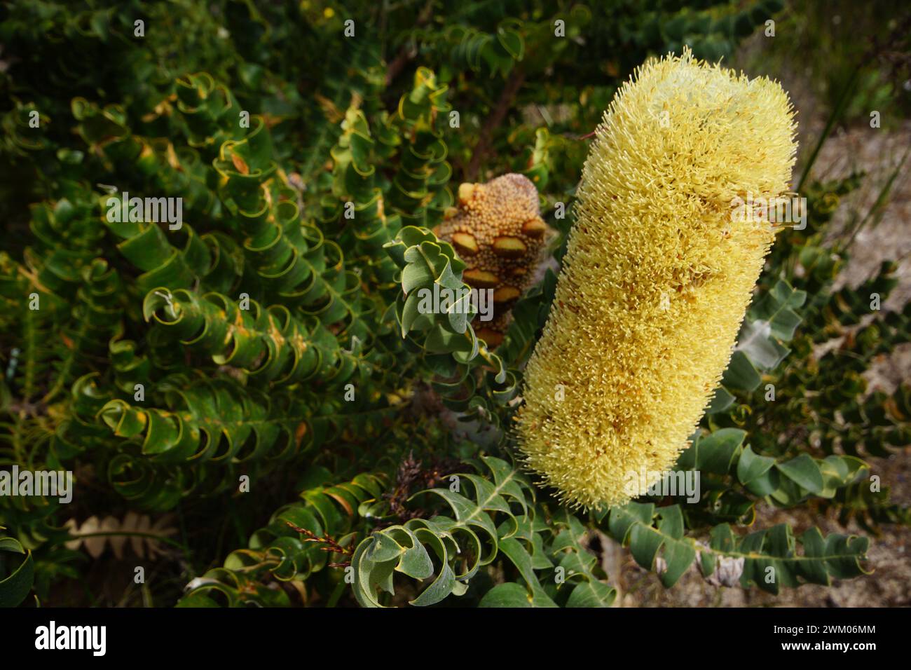 Bull Banksia (Banksia grandis) with yellow flower spike and saw-toothed leaves, in natural habitat, Western Australia Stock Photo