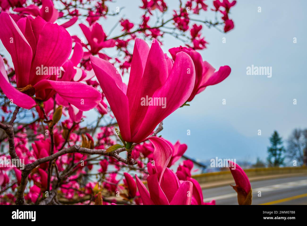 Magnolia liliiflora in early spring on the streets of Lugano, Switzerland Stock Photo