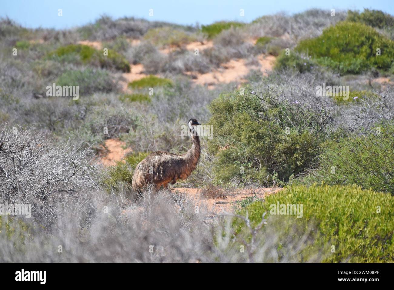 Emu (Dromaius novaehollandiae) foraging in coastal vegetation Stock Photo