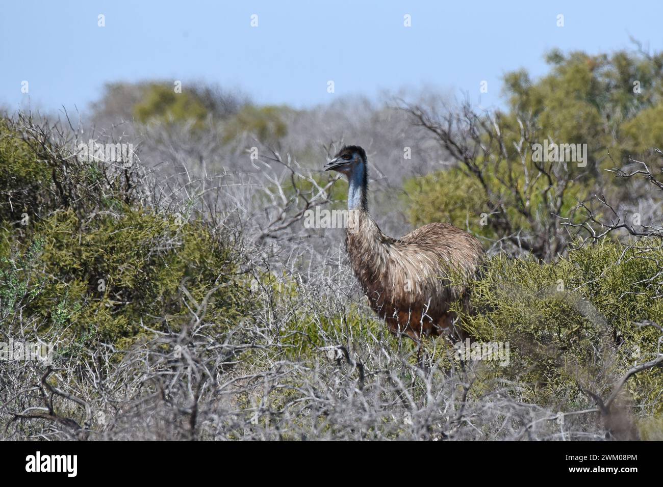 Emu (Dromaius novaehollandiae) foraging in coastal vegetation Stock Photo