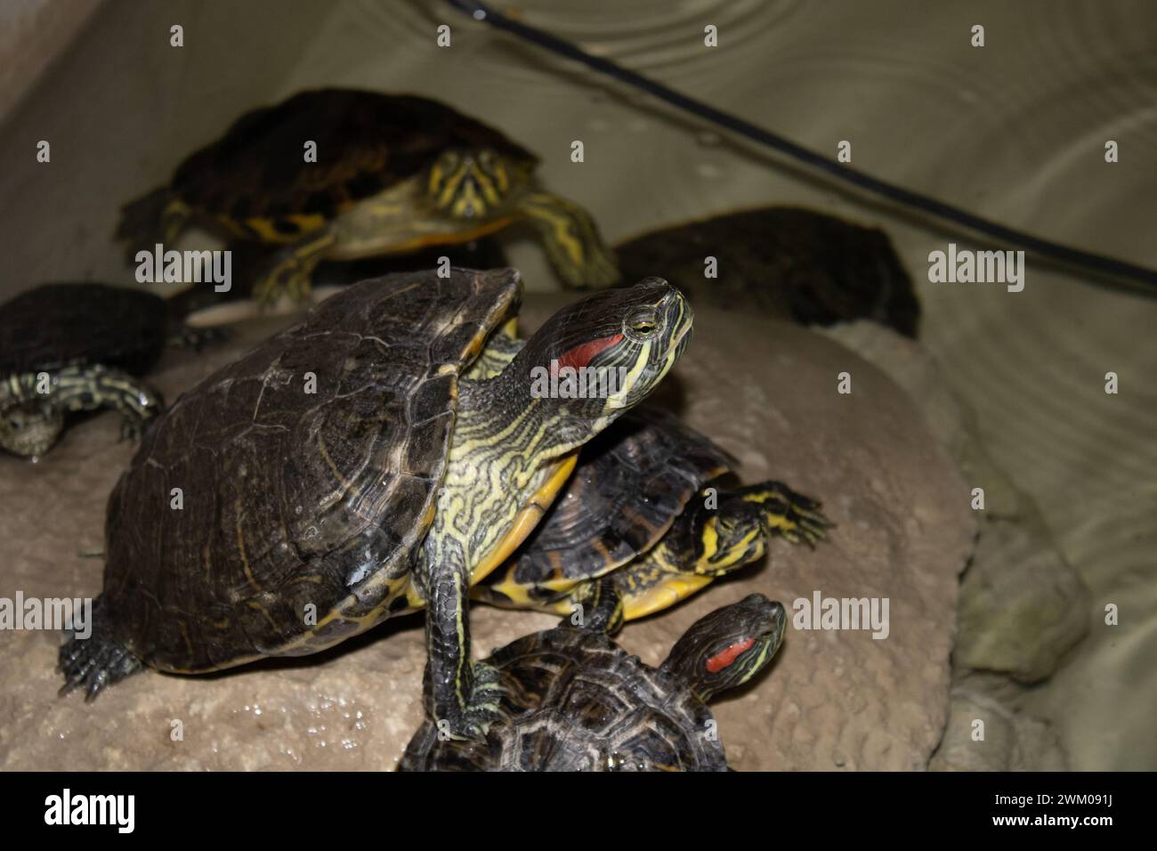 cluster of red  eared slider water  turtles sitting on a rock  in a fountain Stock Photo