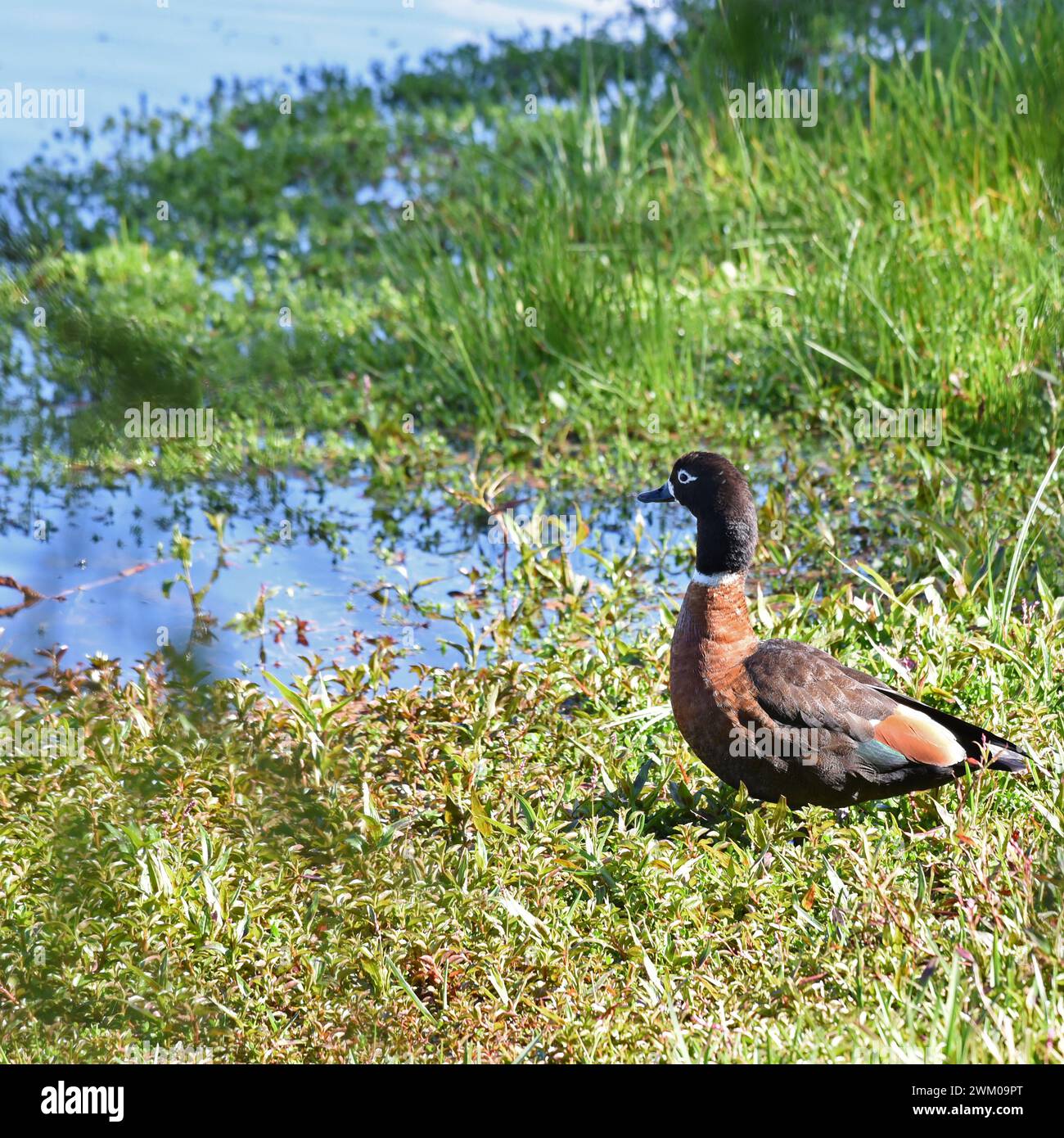 Breeds in tasmania hi-res stock photography and images - Alamy