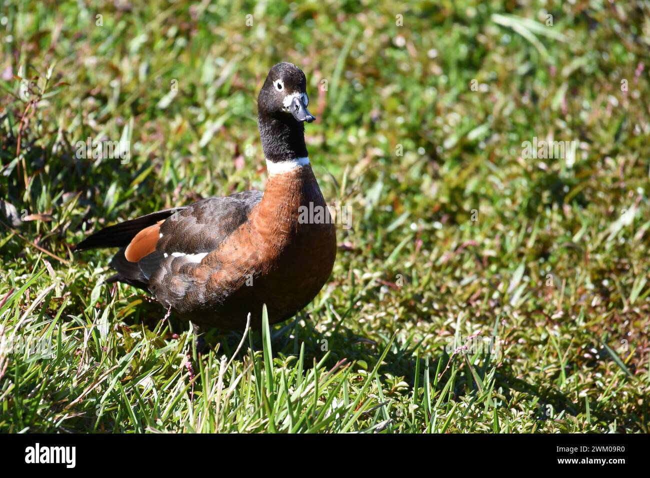 Breeds in tasmania hi-res stock photography and images - Alamy
