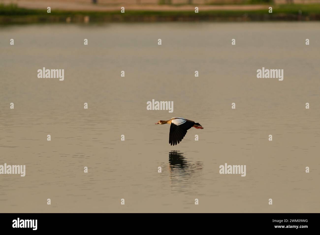 A lone Egyptian goose (Alopochen aegyptiaca) in flight over the waters of a lake at dusk at the Al Qudra Lakes in Dubai, United Arab Emirates. Stock Photo