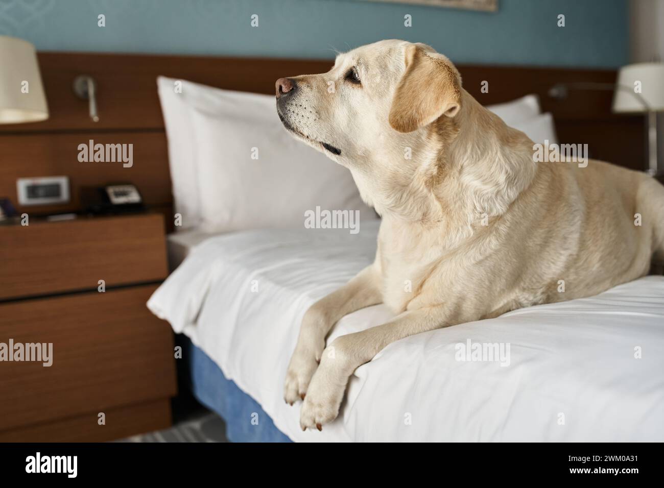 white labrador sitting on a white bed in petfriendly hotel room