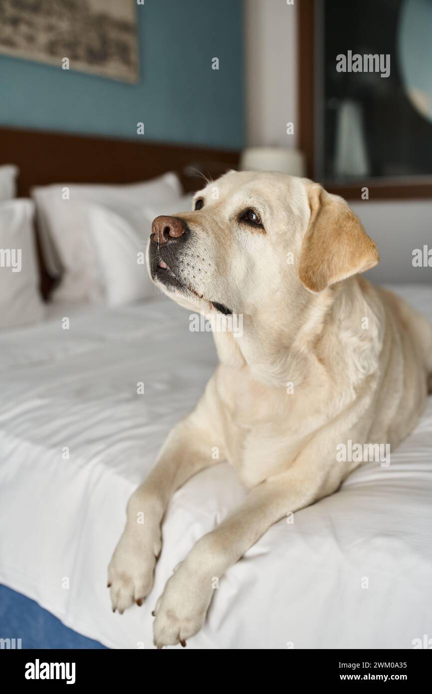 labrador sitting on a white bed in petfriendly hotel room, animal