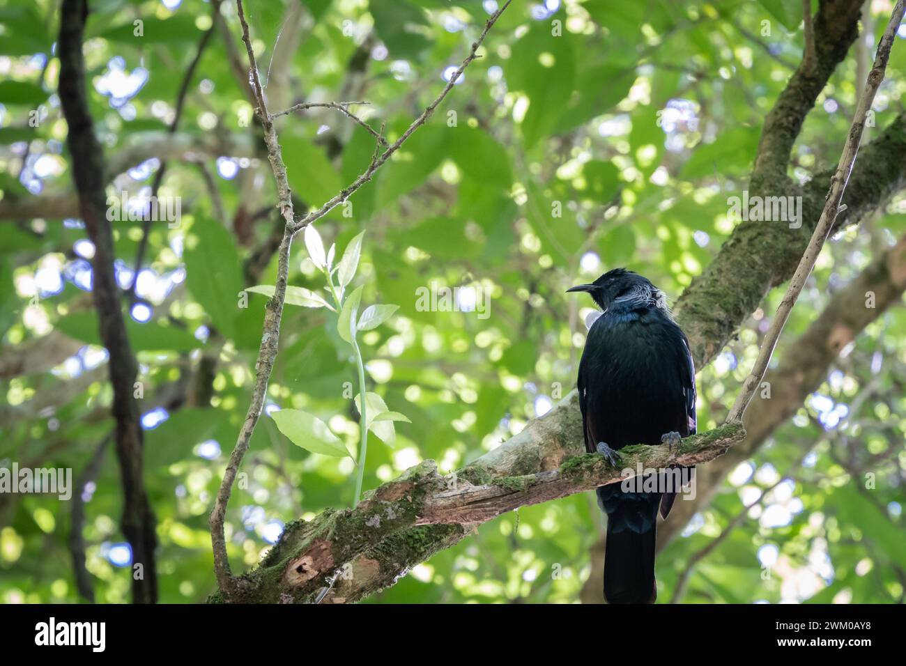 Rare native Tui bird sitting on the branch in green forest, New Zealand Stock Photo