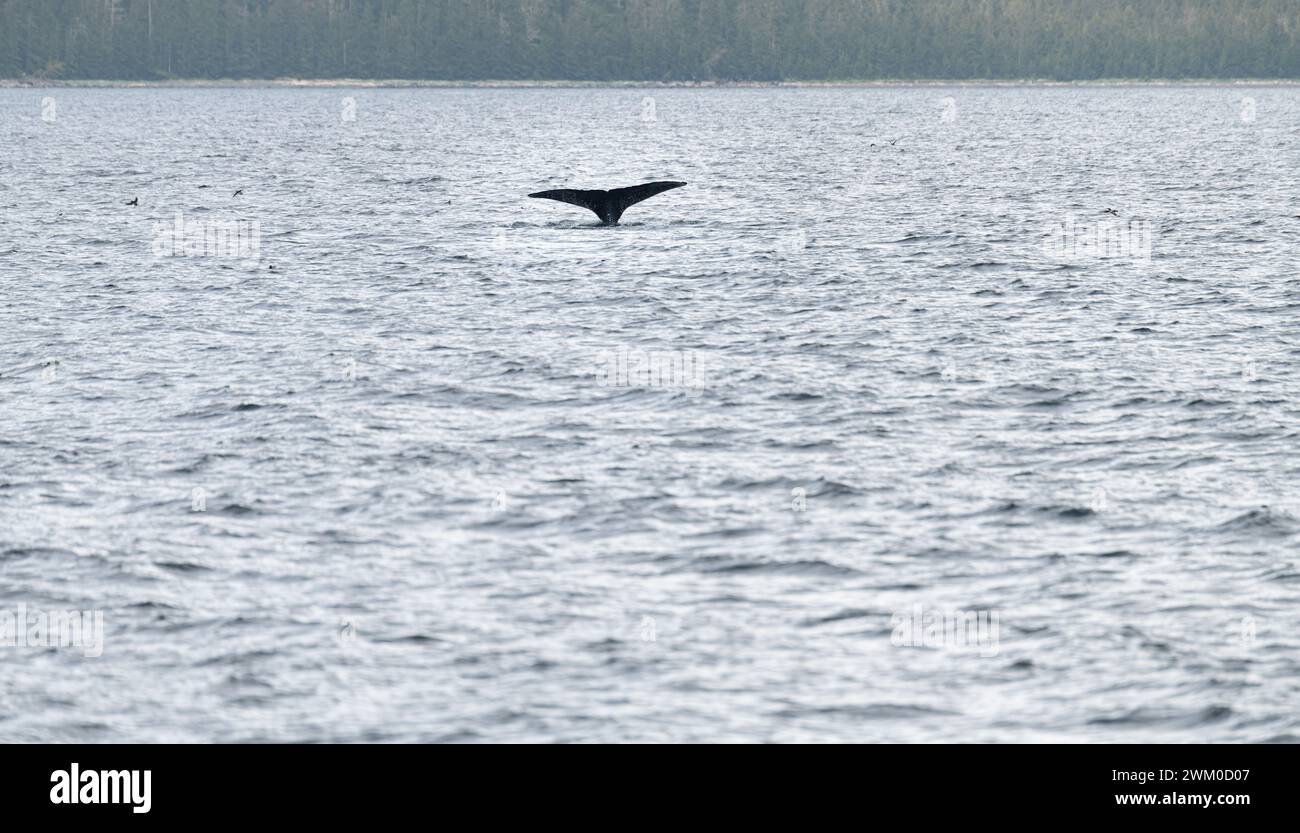 Humpback whale tail alaska hi-res stock photography and images - Alamy