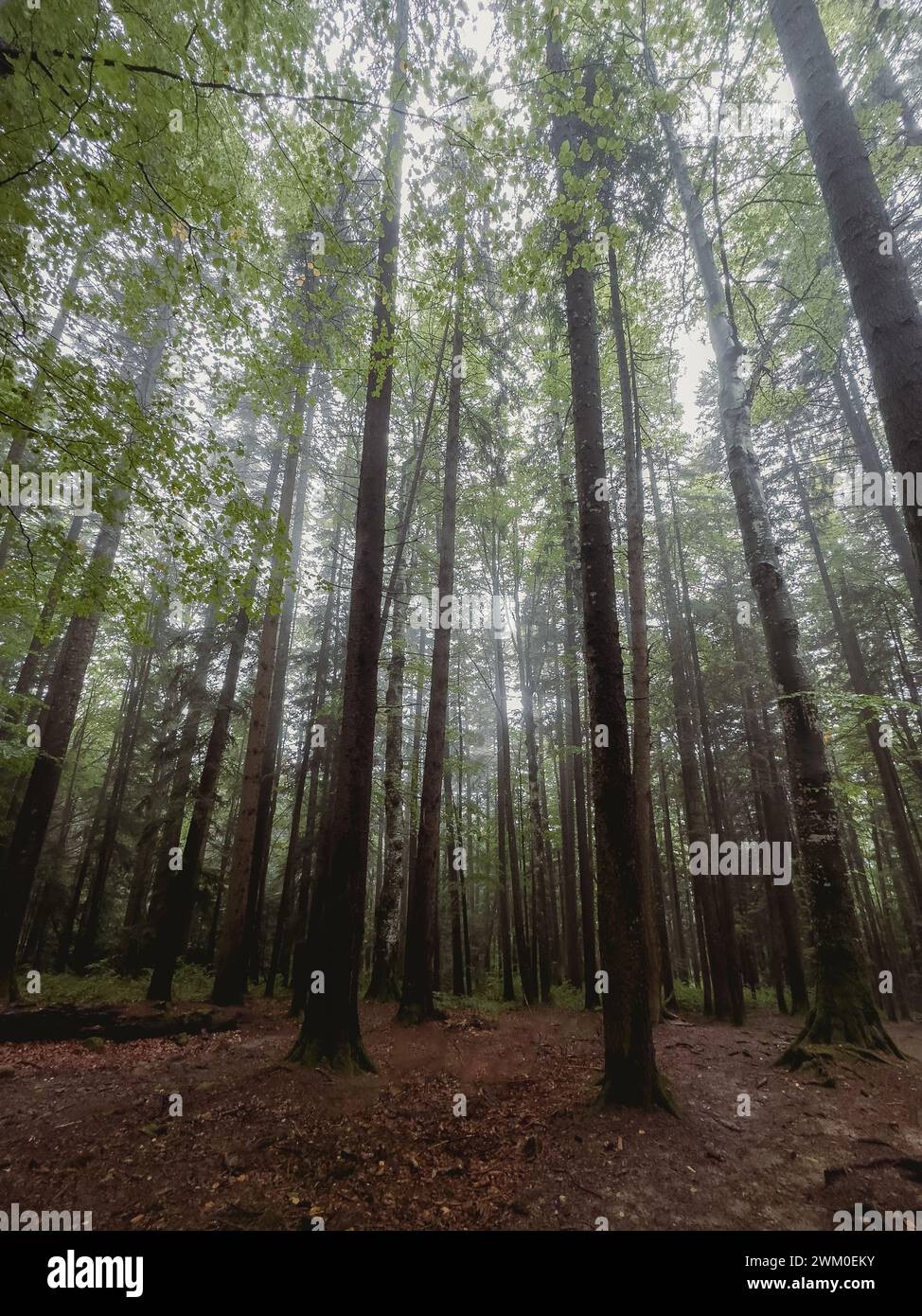 Forest tree nature dense thicket hi-res stock photography and images ...