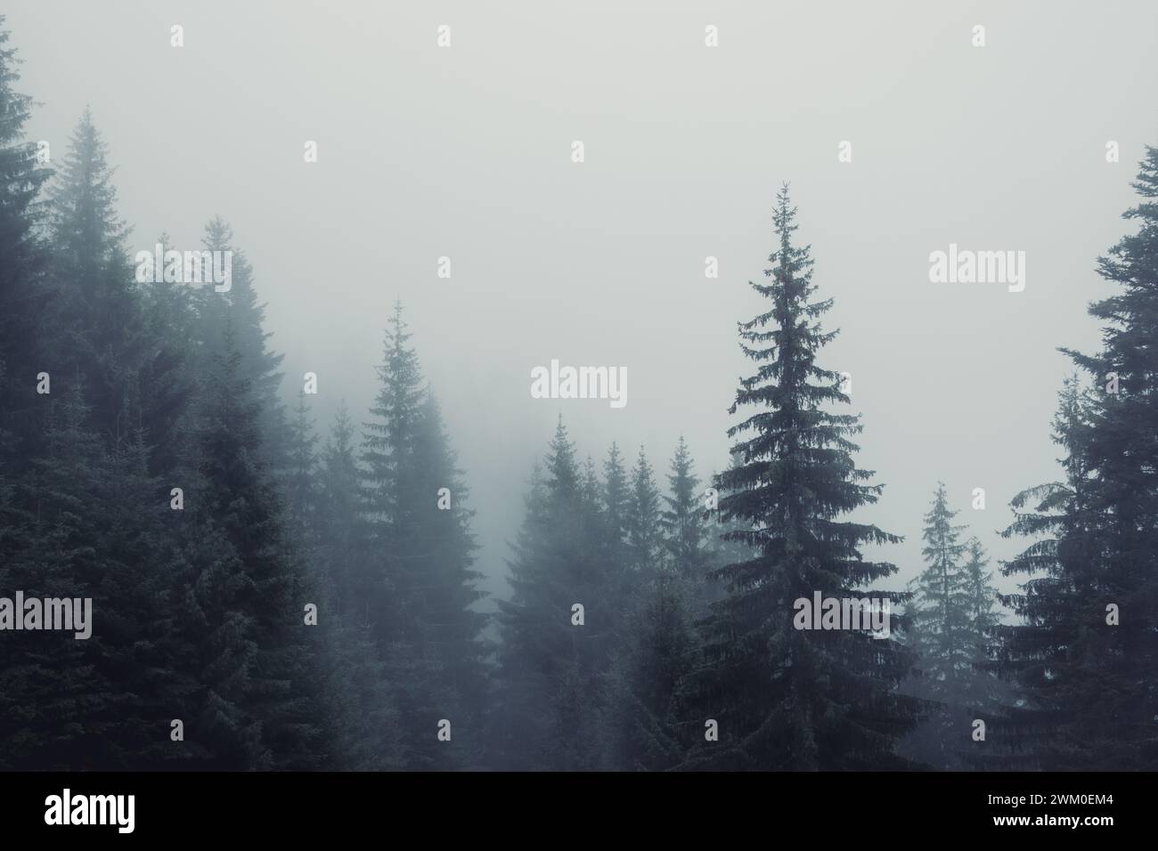 Serene forest trail pine hi-res stock photography and images - Alamy