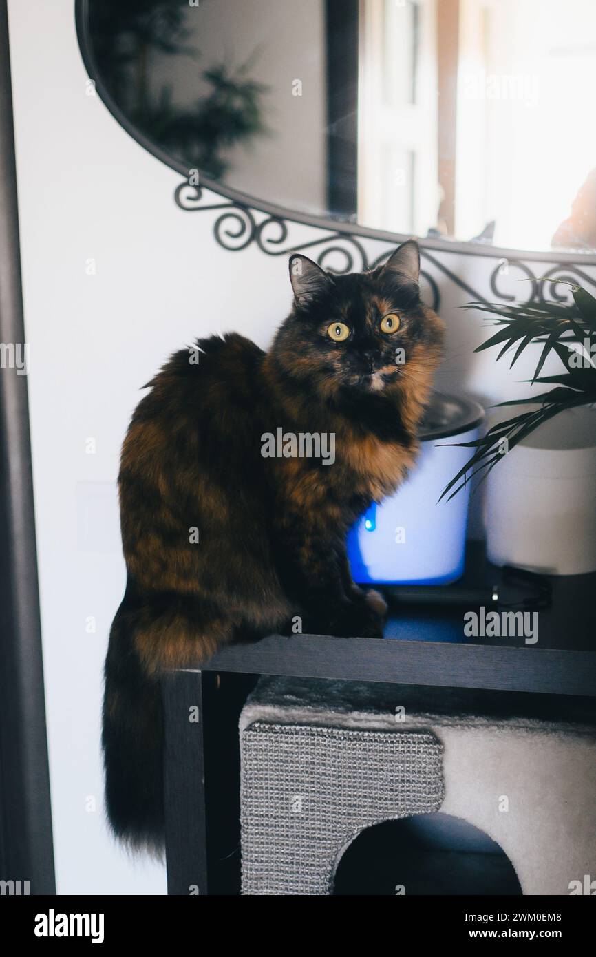 Fluffy cat perched on table near TV Stock Photo