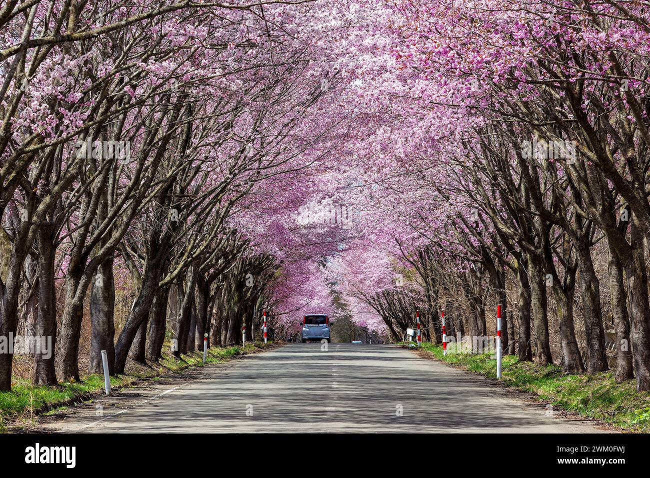 Rural traffic passing under a beautiful Cherry Blossom tunnel on a road in Aomori Prefecture, Japan Stock Photo