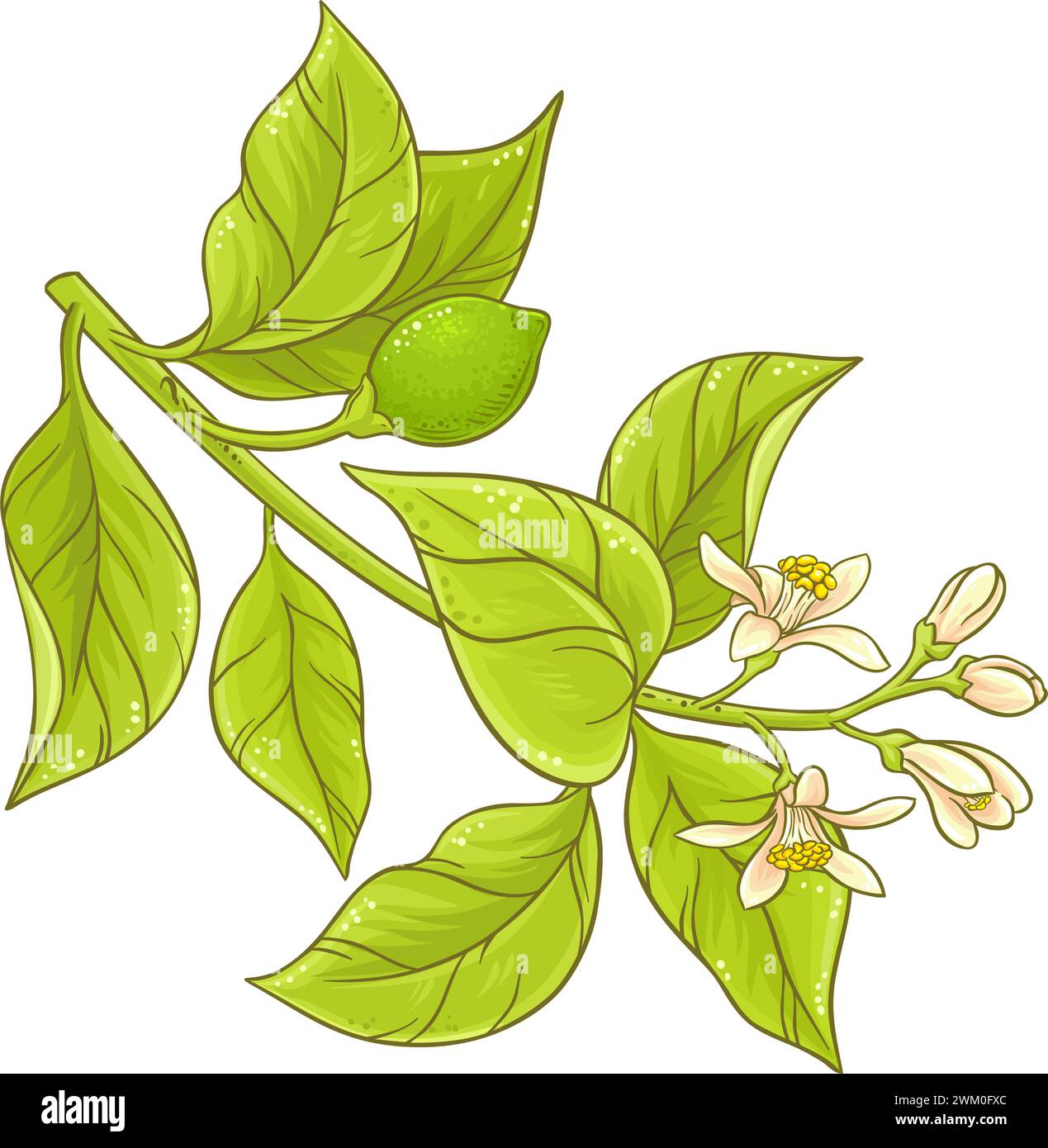 Lemon Branch with Flowers Colored Illustration Stock Vector Image & Art