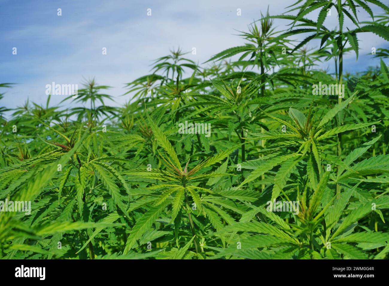 Symbolfotos Cannabispflanzen bzw. Hanfpflanzen auf einem Feld. / Das