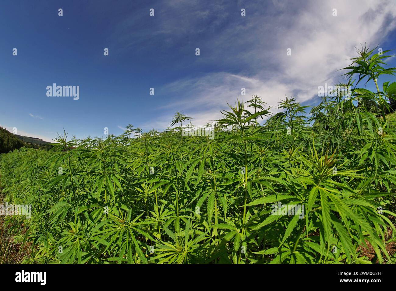 Drogenlegalisierung hires stock photography and images Alamy