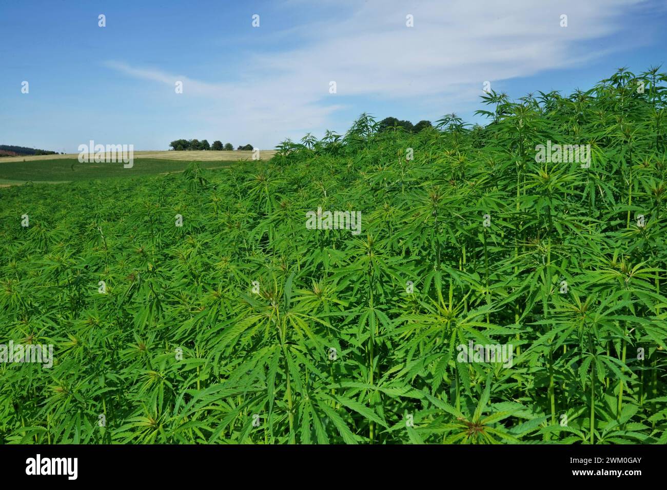 Symbolfotos Cannabispflanzen bzw. Hanfpflanzen auf einem Feld. / Das
