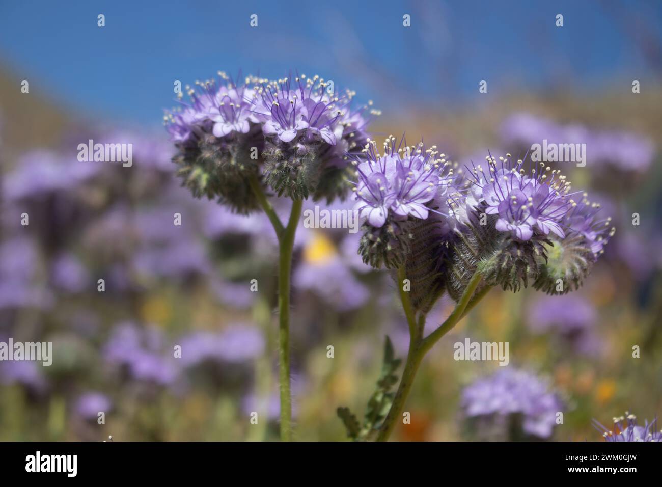 Closeup of purple wildflowers (phacelia crenulata) in Mojave Desert Stock Photo