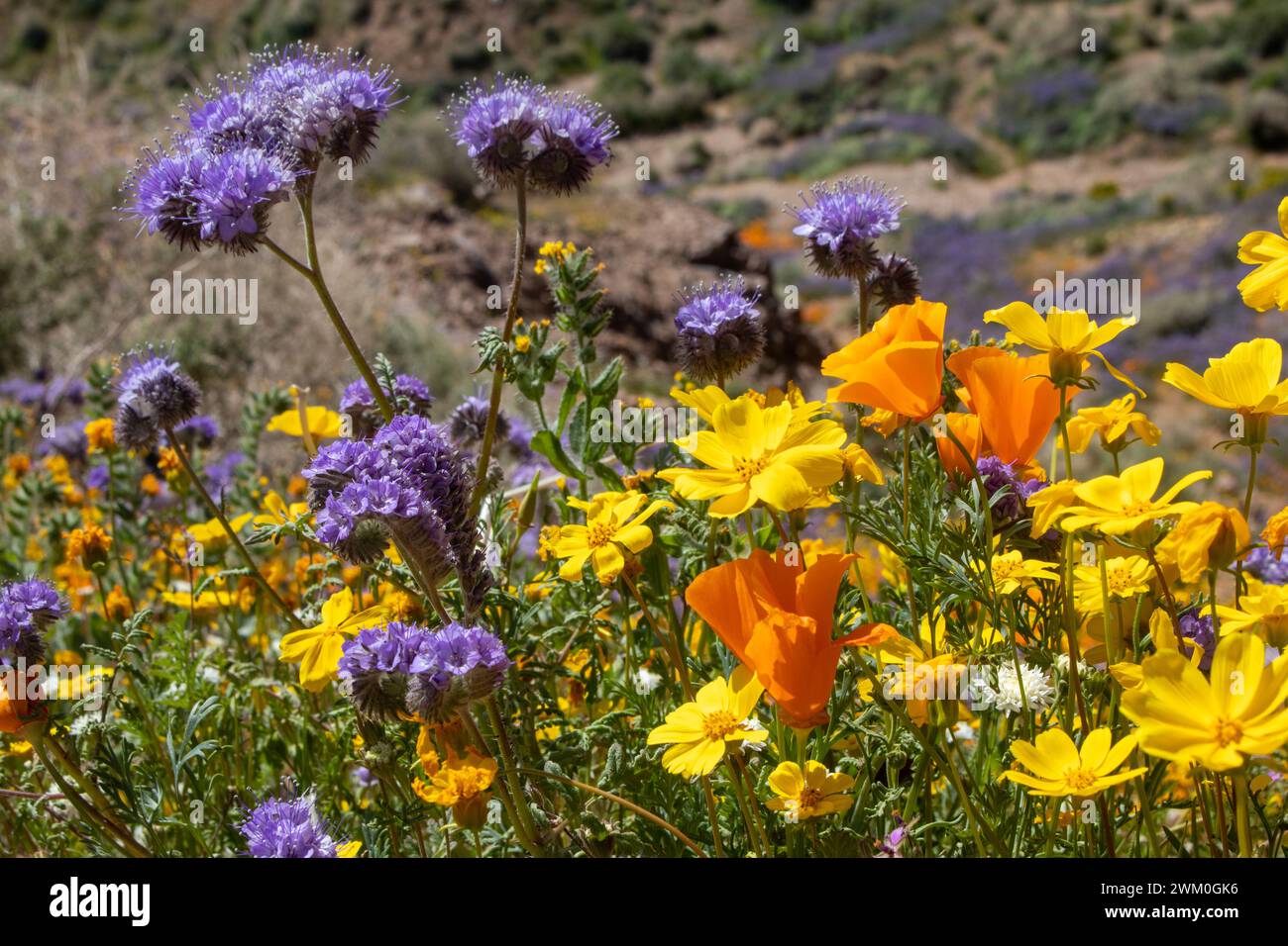 A collection of colorful Mojave Desert wildflowers Stock Photo