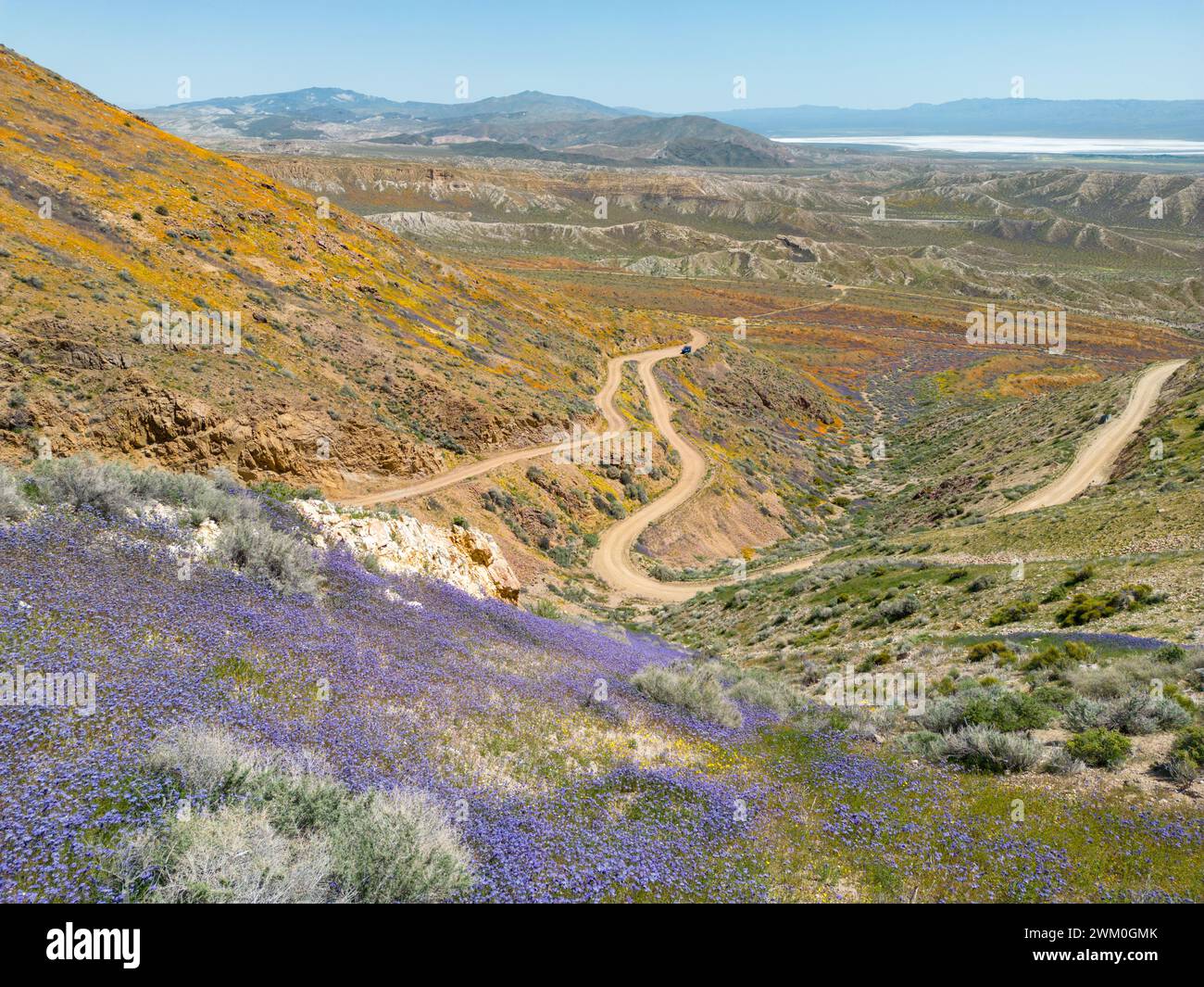 Flower fields with trail near Jawbone Canyon, located on Sugarloaf Hill, looking towards Red Rock Canyon. Overlooking Mojave Desert Stock Photo