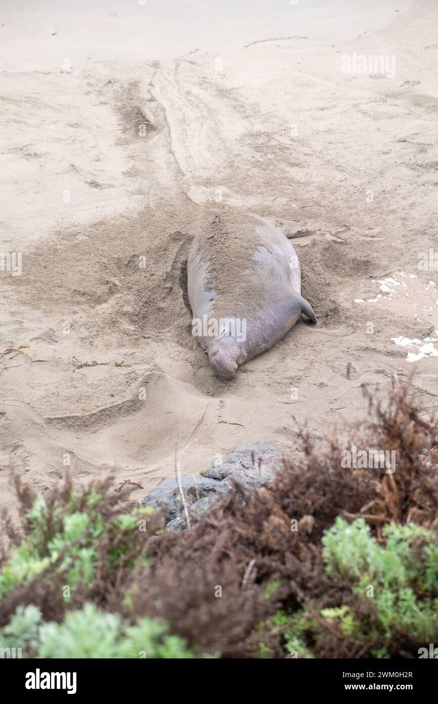 Elephant Seal resting on the beach at San Simeon, California, USA Stock Photo