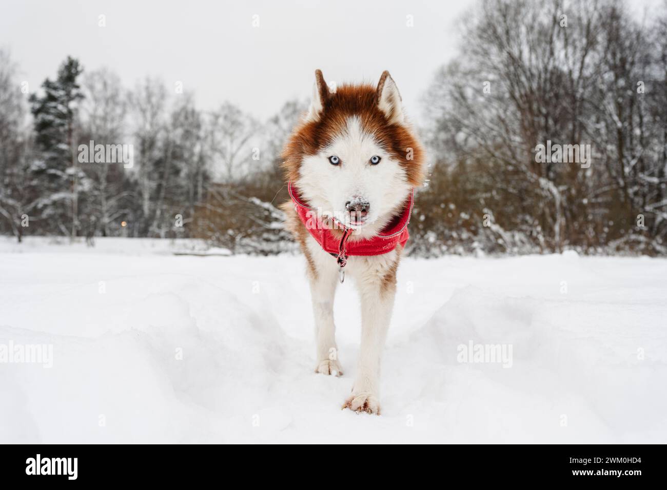 Husky dog walking on snowfield Stock Photo