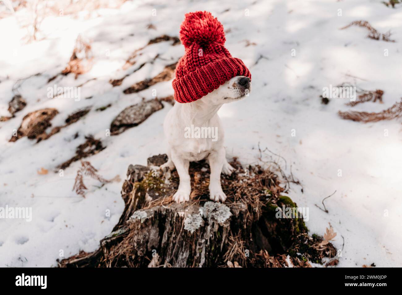Dog wearing knit hat in winter Stock Photo