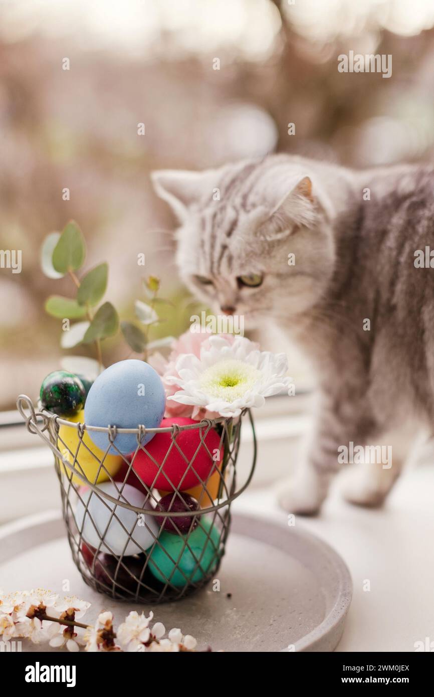 Cat near flowers decorated on Easter eggs in basket Stock Photo
