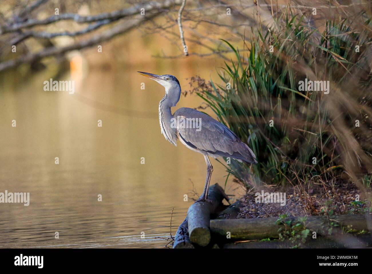 Guildford, UK. 23rd Feb, 2024. Brittens Pond, Worplesdon. 22nd February ...