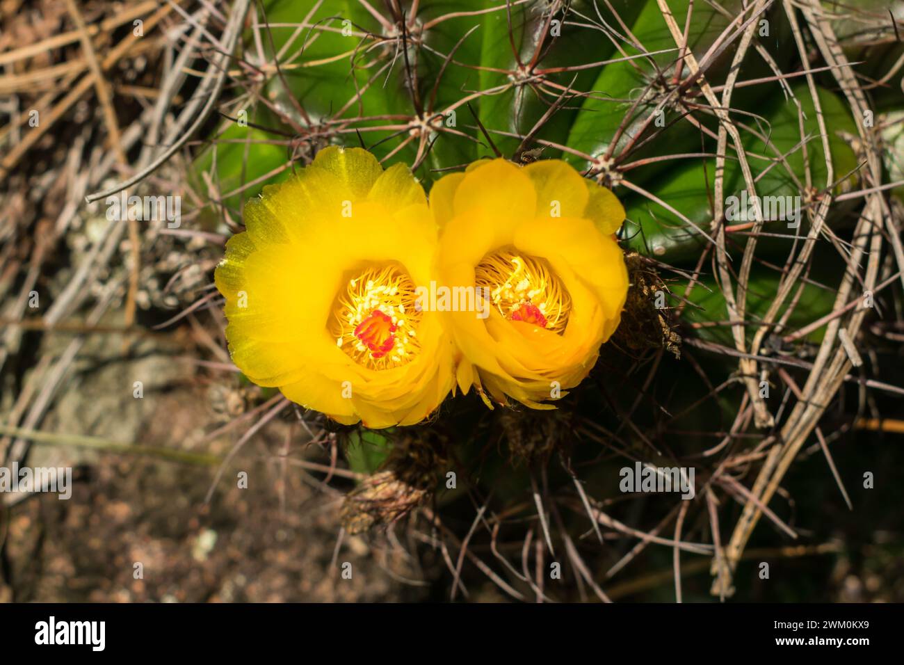 Wild Parodia ottonis cactus in bloom, vulnerable species at the Ronda Municipal Natural Park in Sao Francisco de Paula, South of Brazil Stock Photo