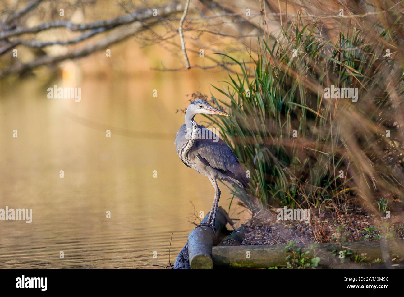 Guildford, UK. 23rd Feb, 2024. Brittens Pond, Worplesdon. 22nd February ...