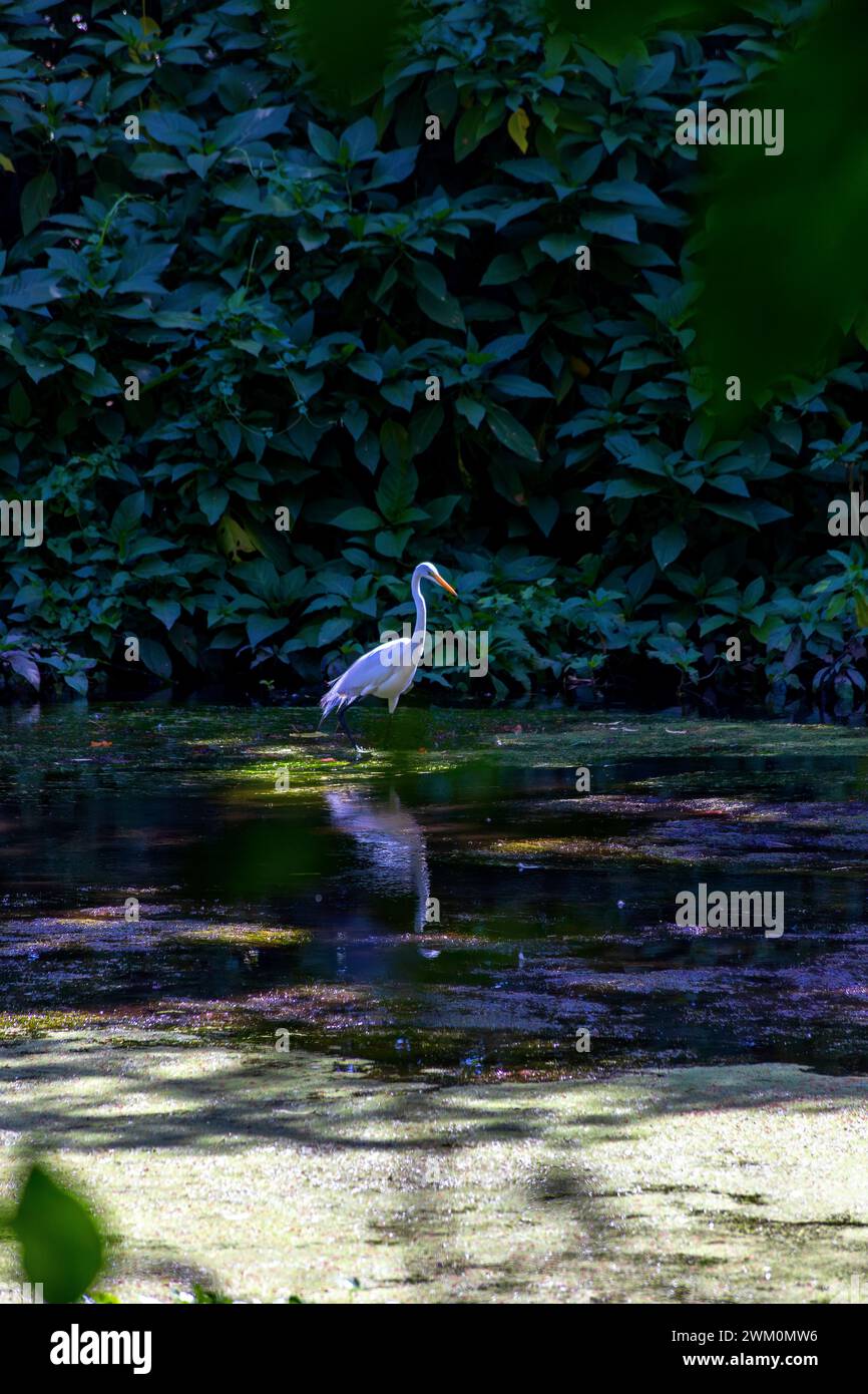 Heron standing in green pond Stock Photo