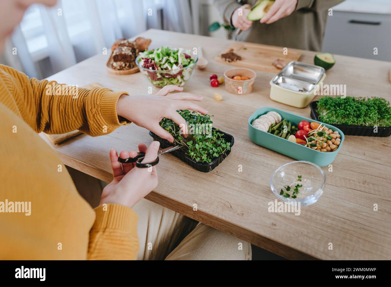 Woman cutting microgreen with scissors for lunch boxes Stock Photo