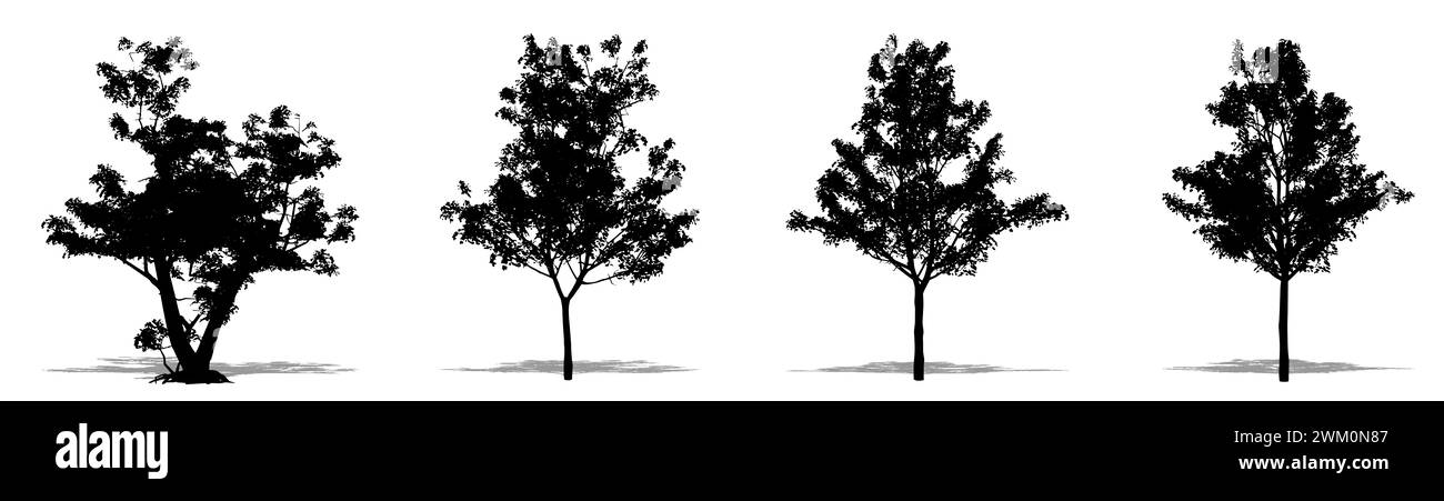 Set or collection of Japanese Maple trees as a black silhouette on white background. Concept or conceptual 3D illustration for nature, planet, ecology Stock Photo
