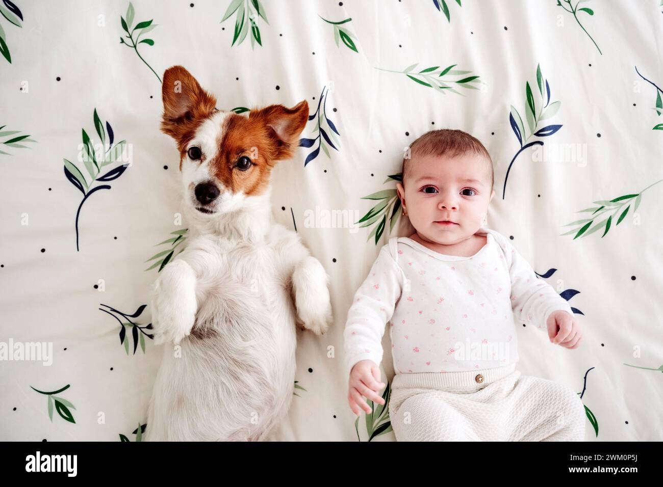 Cute baby girl lying on bed with dog at home Stock Photo - Alamy