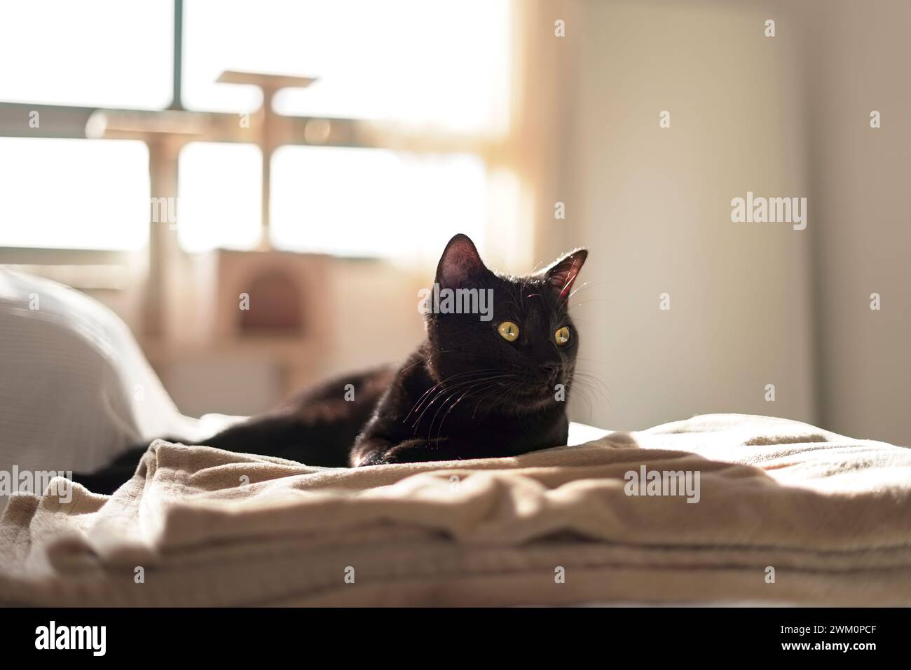 Cat sofa hi-res stock photography and images - Alamy