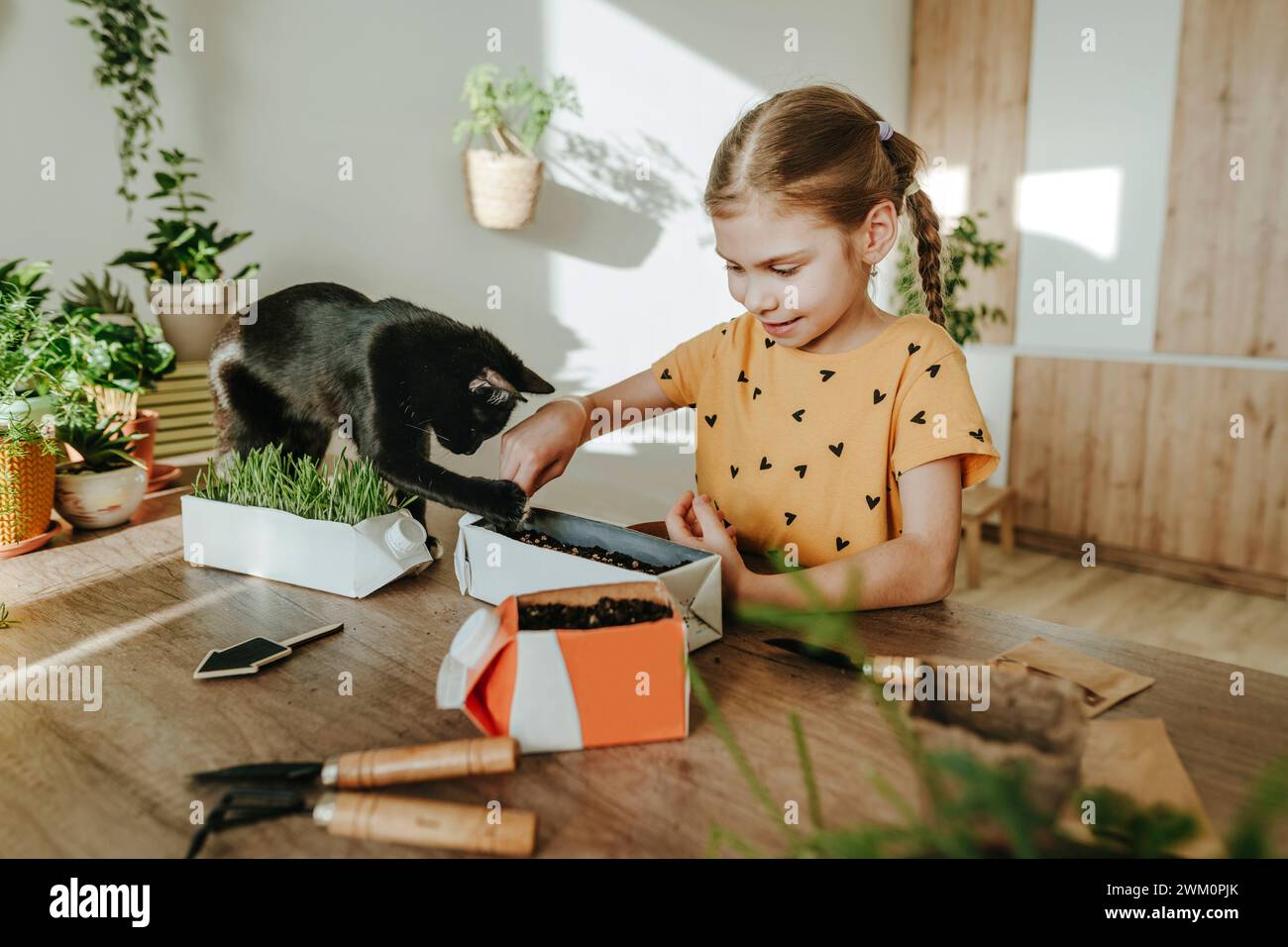 Girl putting seeds in upcycled carton near cat at home Stock Photo