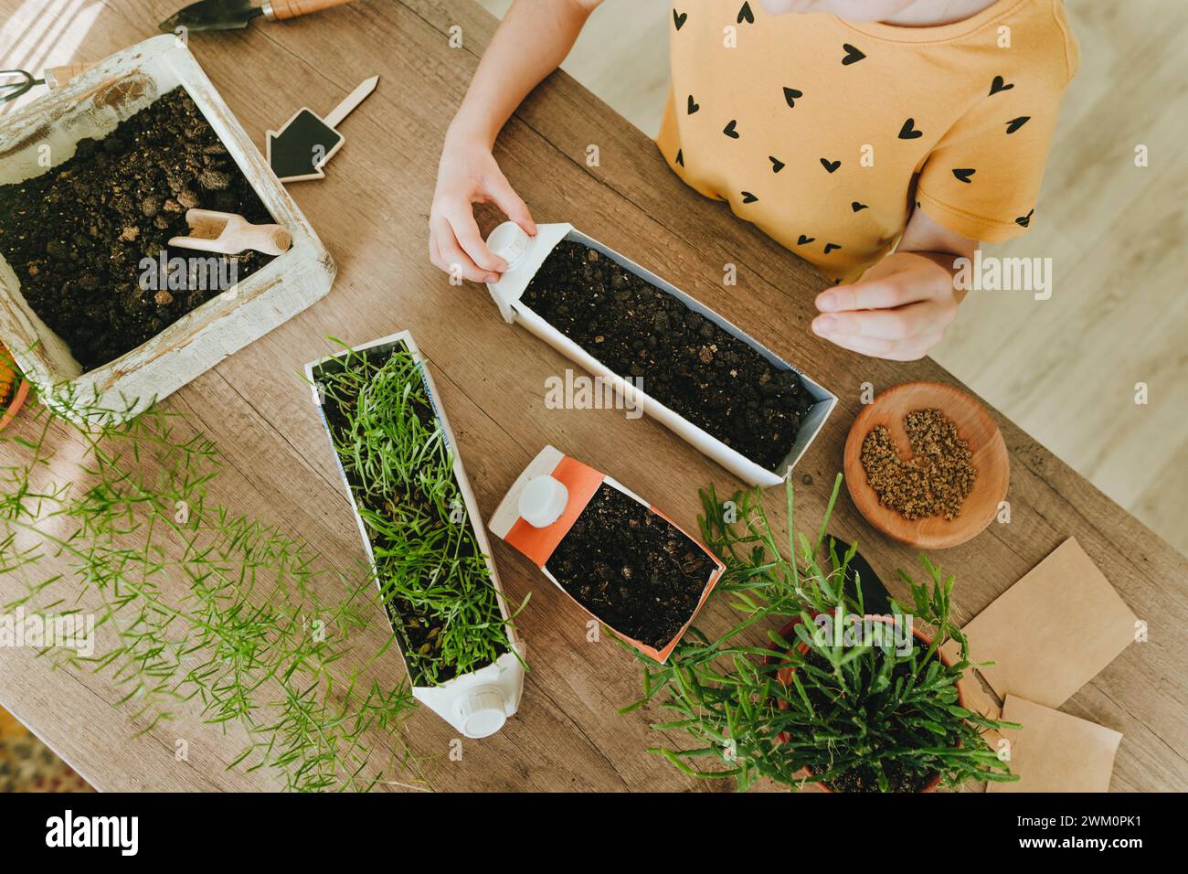 Creative girl upcycling milk carton into pot on table at home Stock Photo