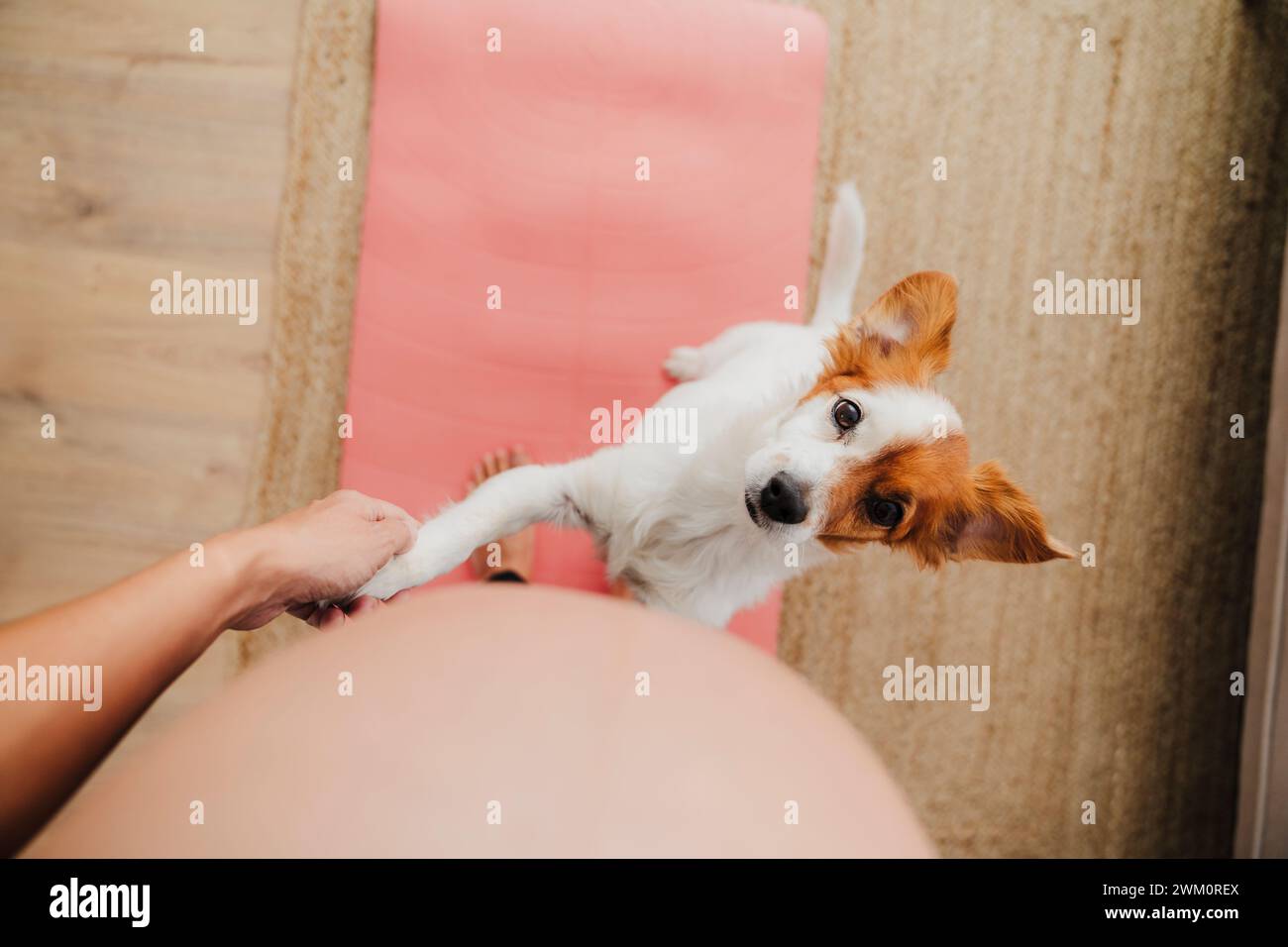 Pregnant woman standing by dog rearing up on carpet at home Stock Photo