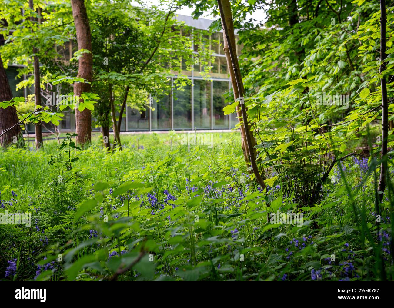 Bluebells outside the Burrell Collection Museum and Art Gallery, within ...