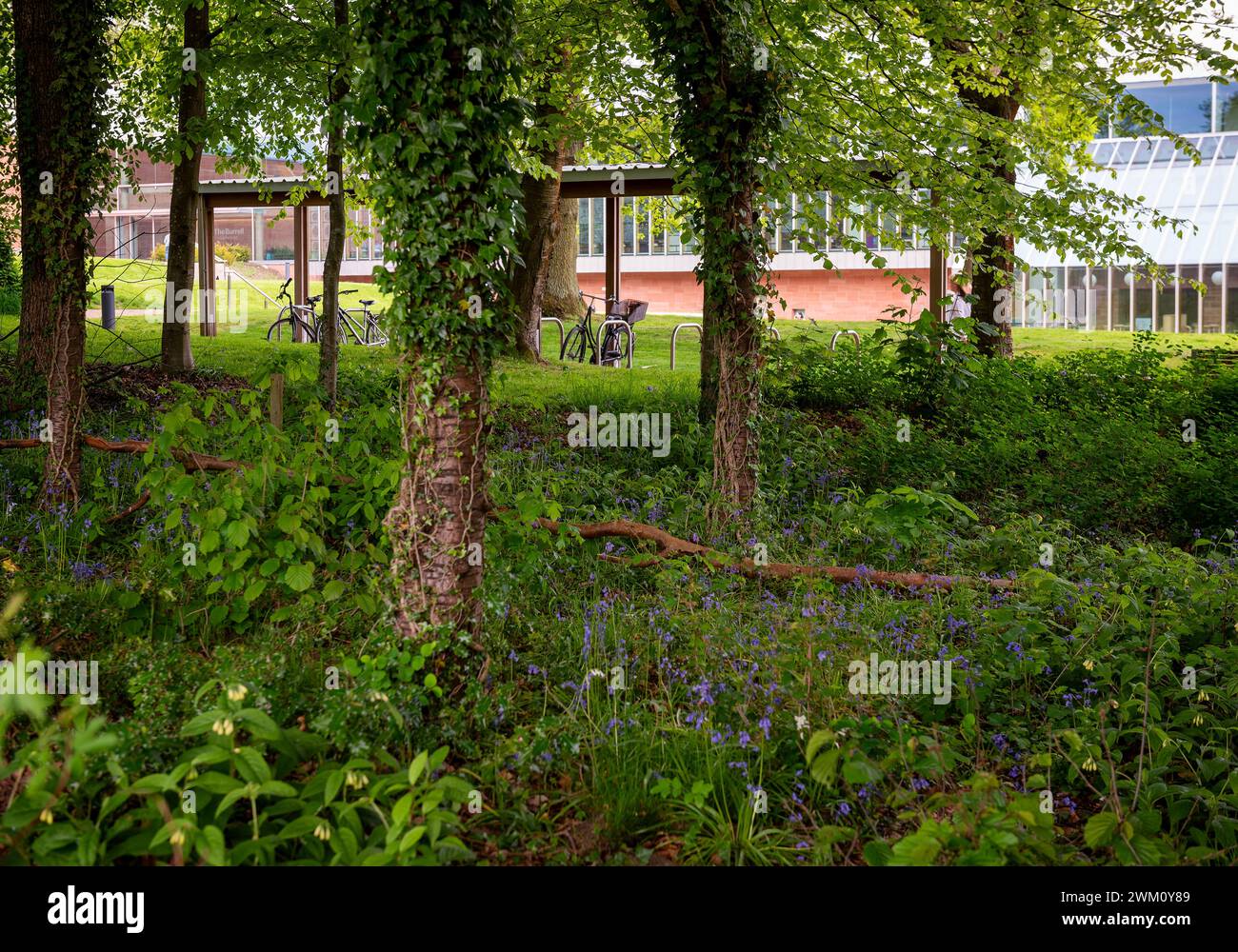 Bluebells outside the Burrell Collection Museum and Art Gallery, within ...