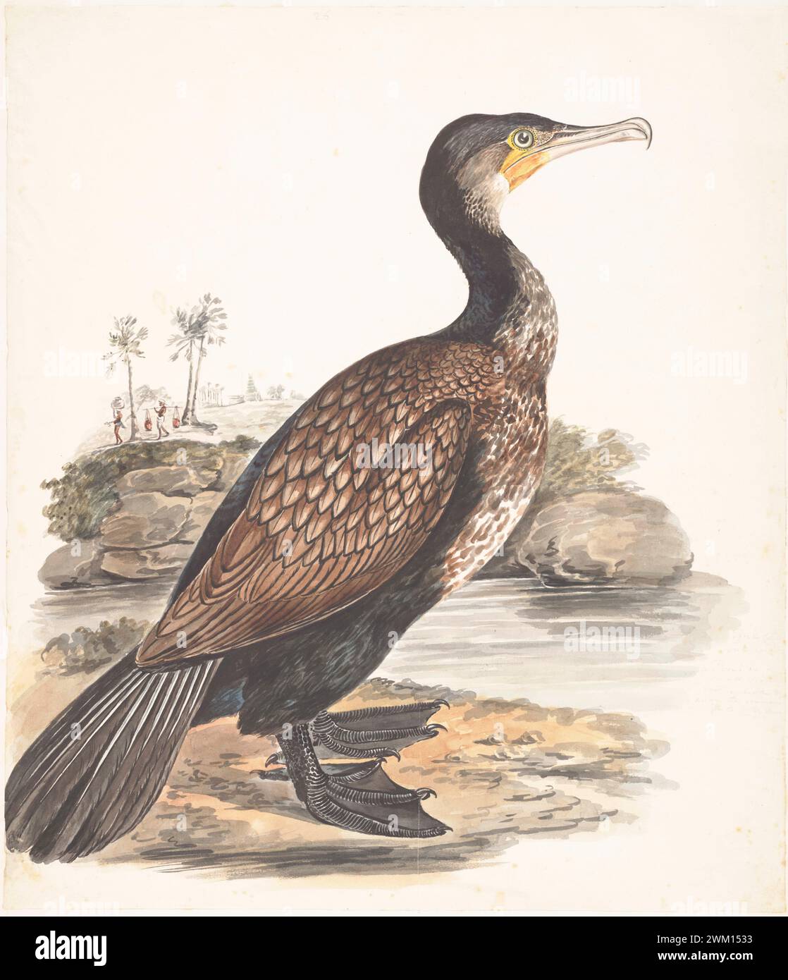 Great cormorant (Phalacrocorax carbo) by Gwillim Elizabeth in 1801 Stock Photo
