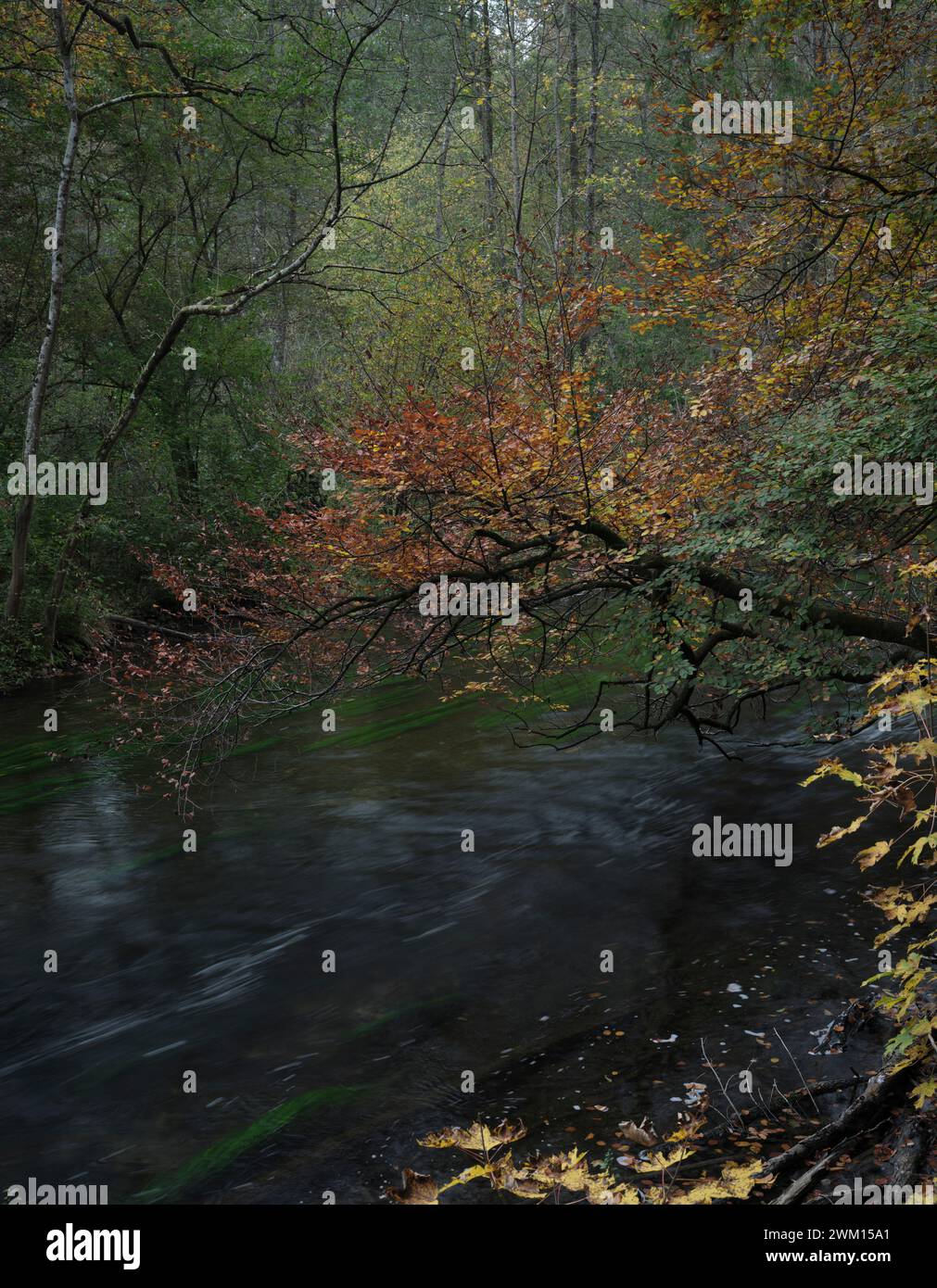 River flowing through a woodland hi-res stock photography and images ...