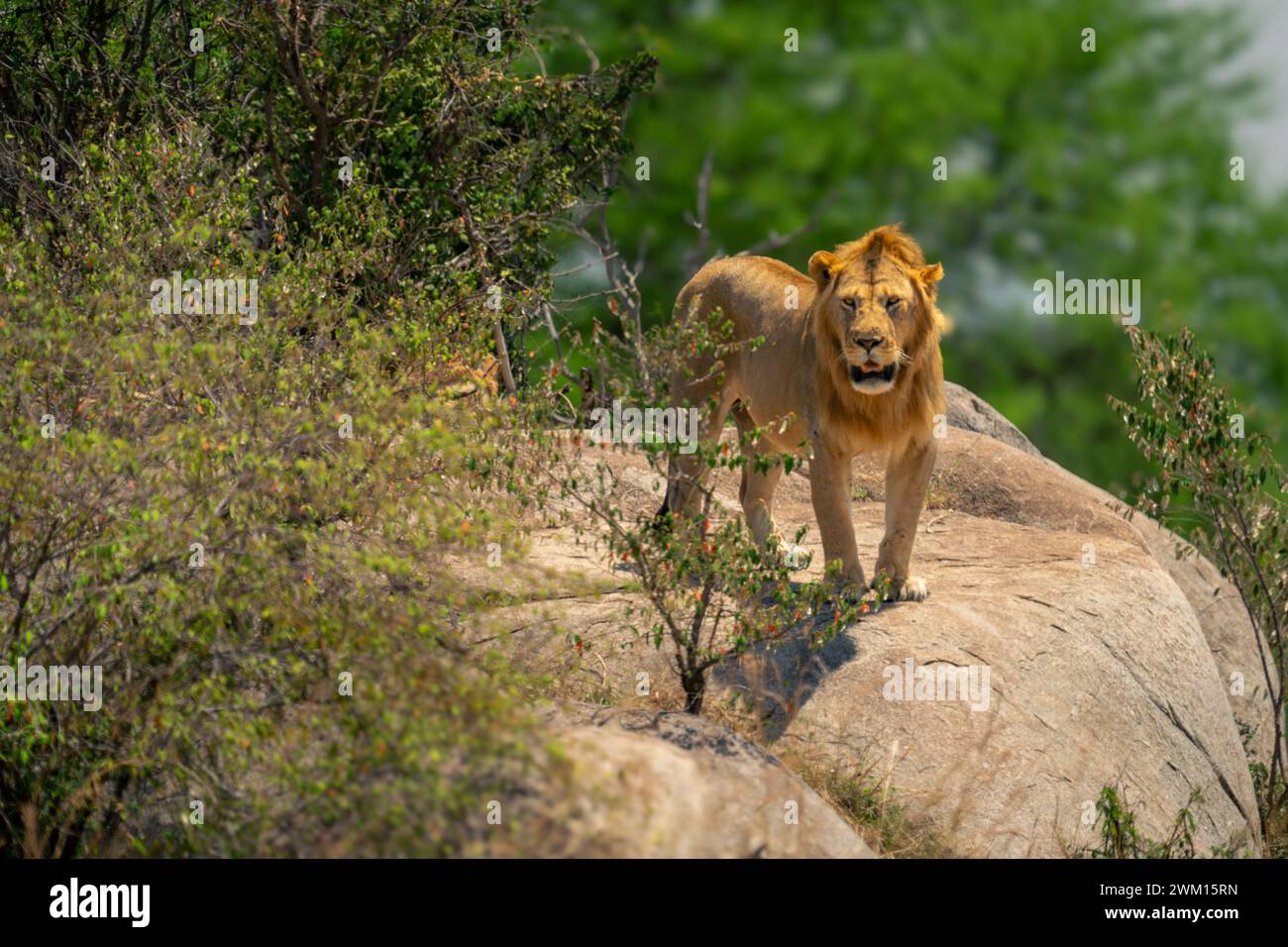 Male lion on serengeti plains hi-res stock photography and images - Alamy
