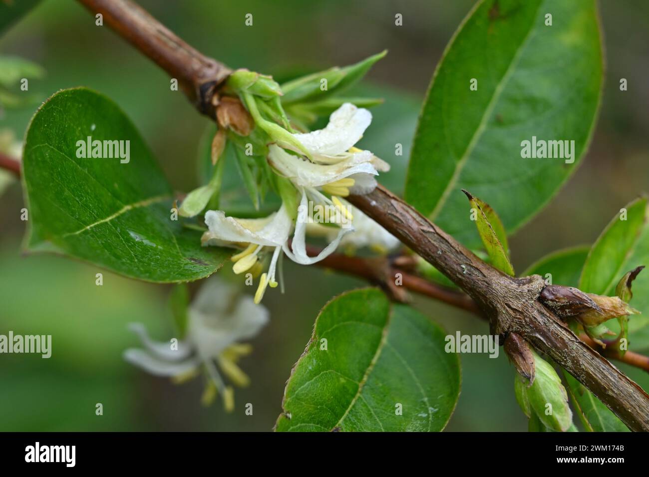 Scented white flowers of Lonicera Fragrantissima - Winter Honeysuckle  growing in UK garden, February Stock Photo - Alamy