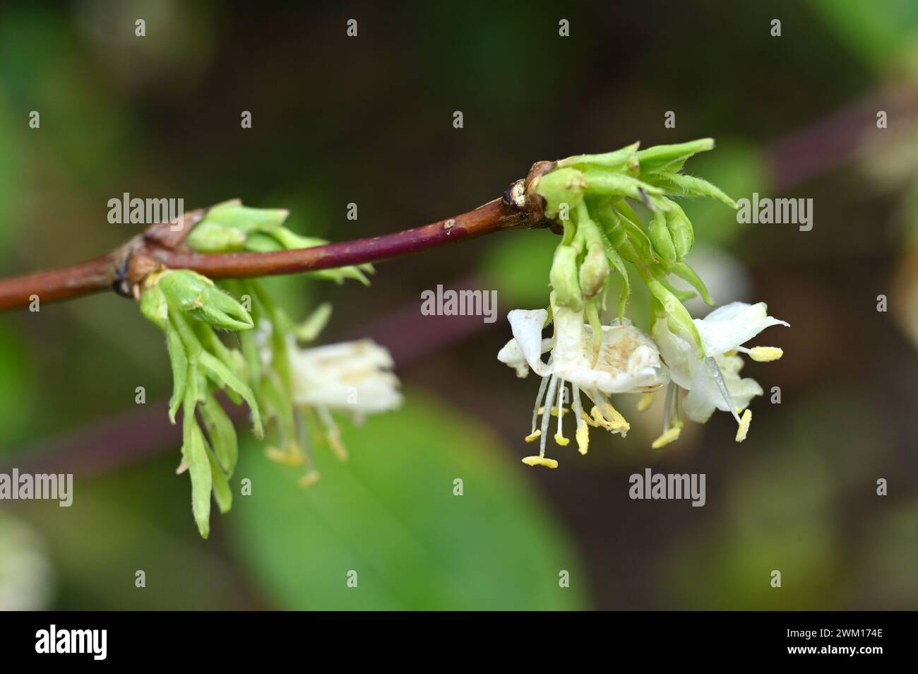 Scented white flowers of Lonicera Fragrantissima - Winter Honeysuckle growing in UK garden, February Stock Photo