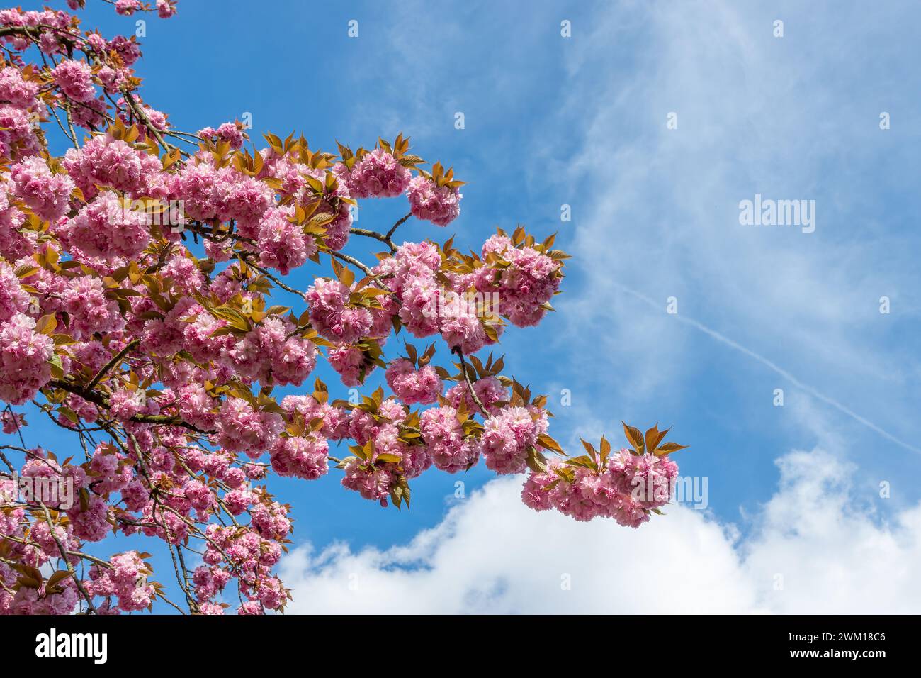 Branch of pink cherry tree in bloom on blue sky background, cherry blossom in spring, hanami season in Japan Stock Photo