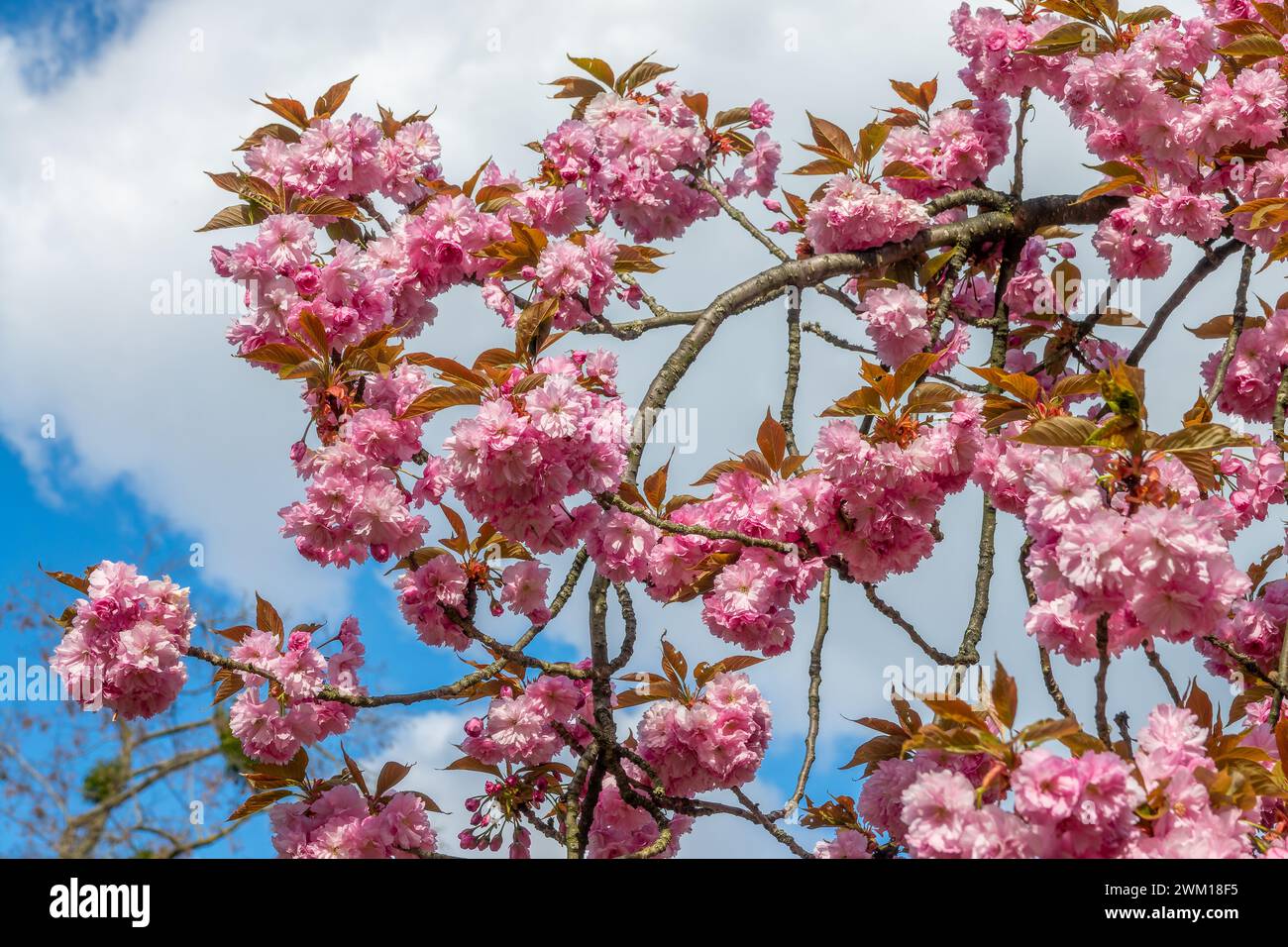 Branch of pink cherry tree in bloom on blue sky background, cherry blossom in spring, hanami season in Japan Stock Photo